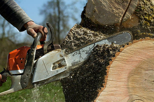 Lawn Grading and Leveling in Cove Creek, NC